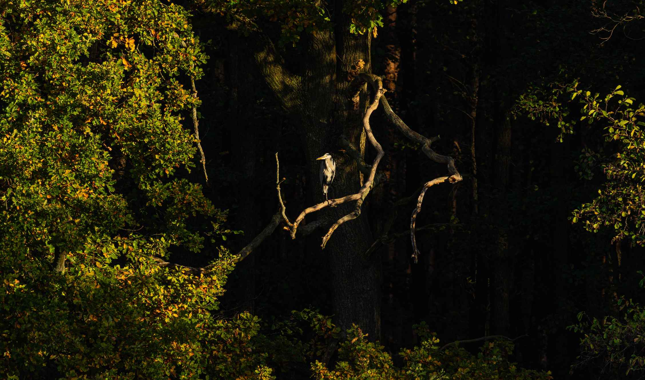 Homepage image by Paul_ntzkr