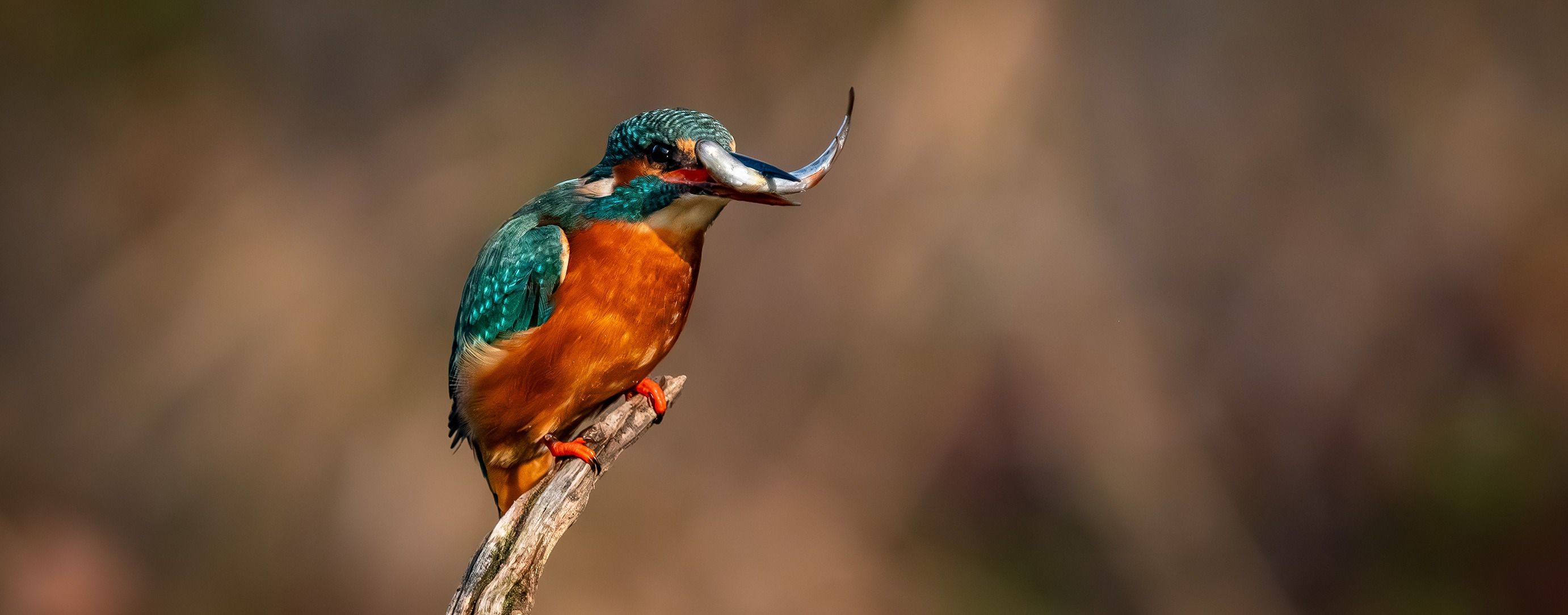 Homepage image by Xinthie