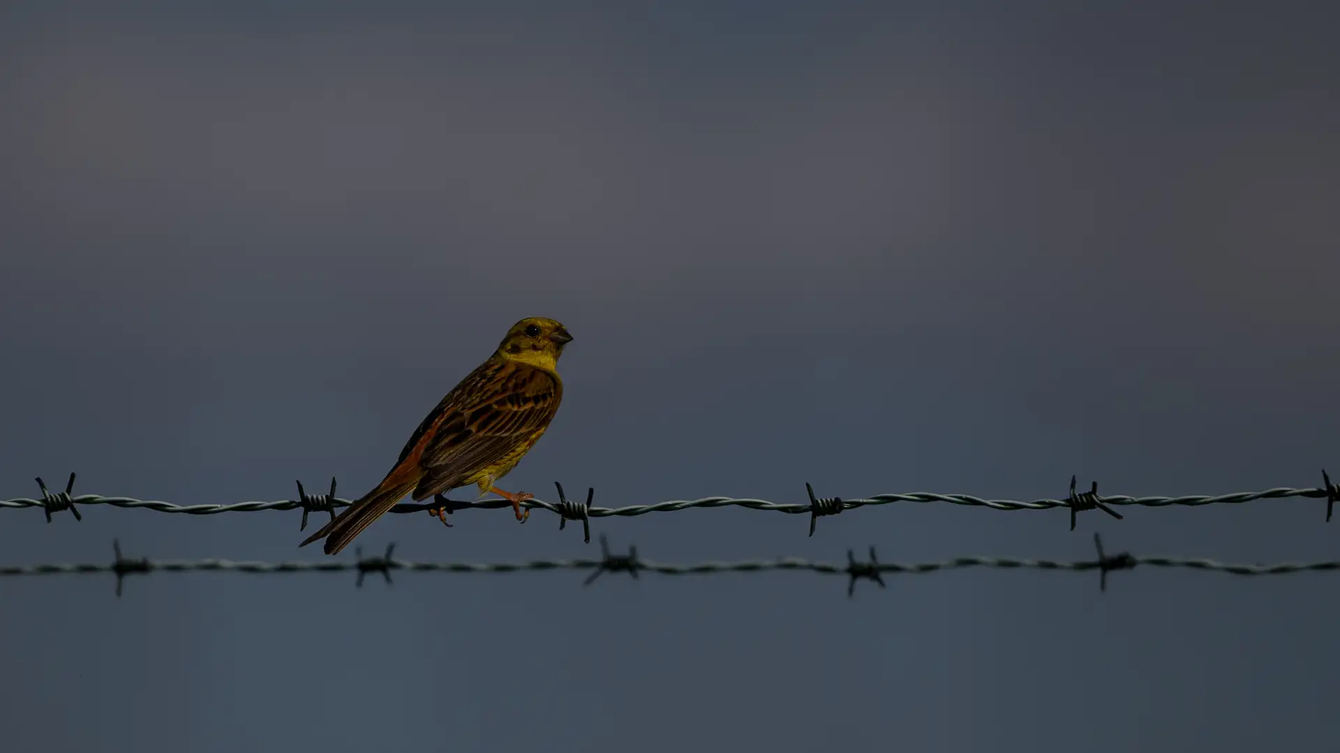Planespotting Flughafen Dresden