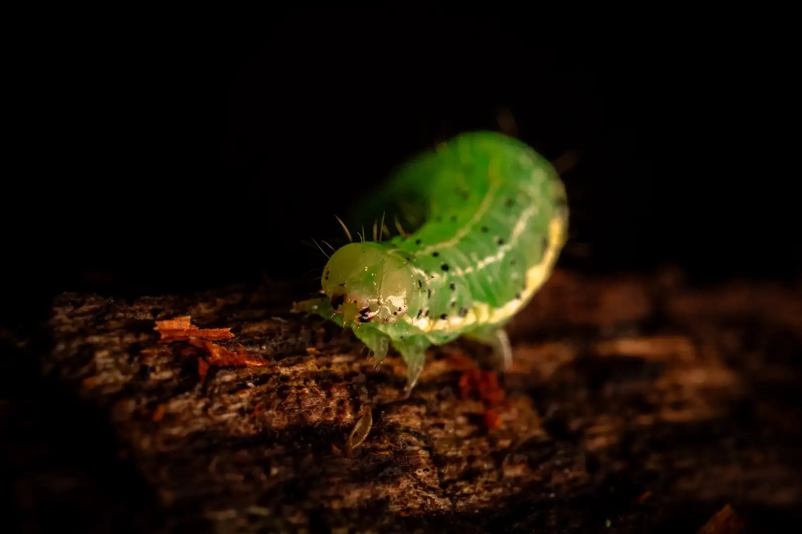 Makro-Wildlife Dresdner Heide