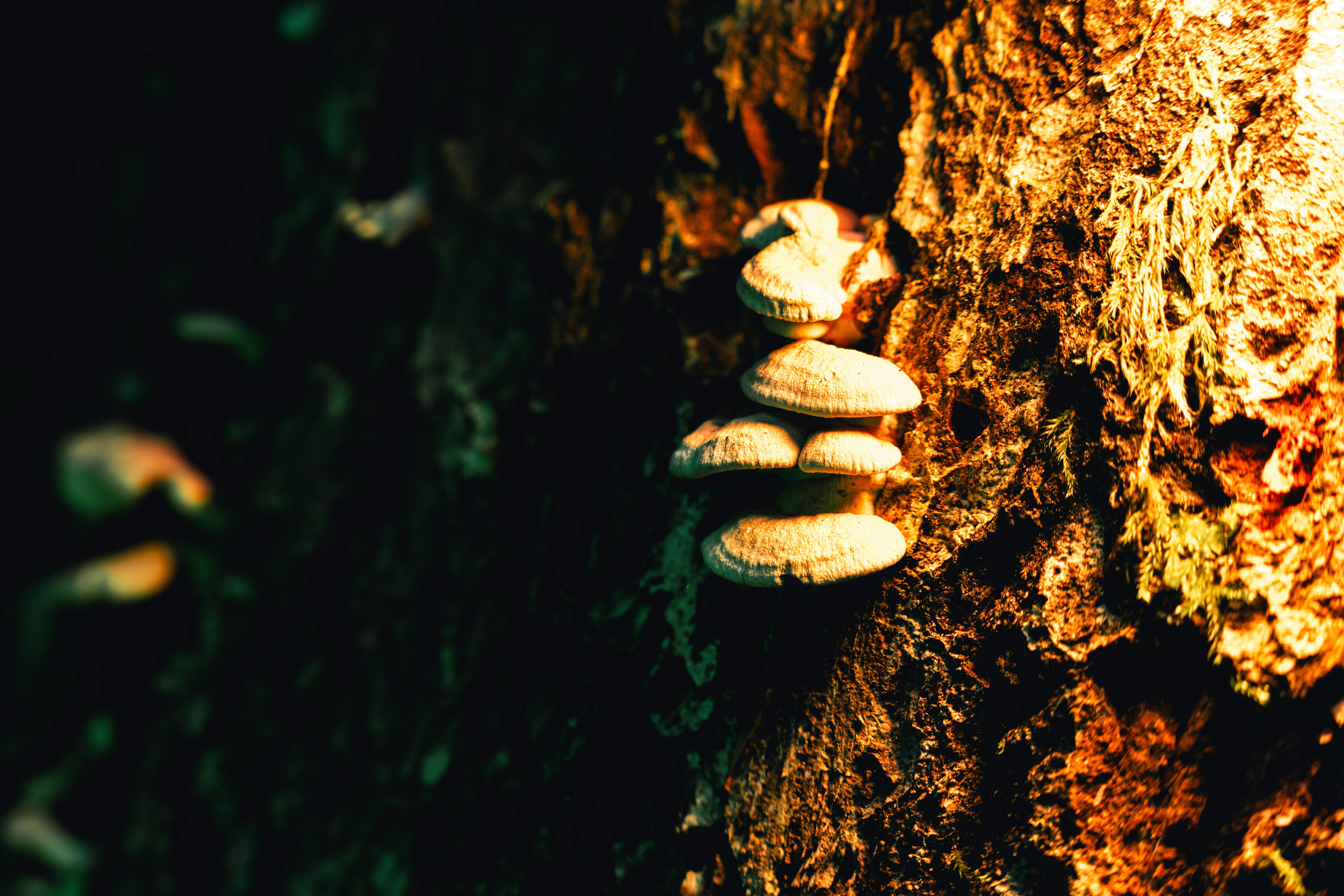 Teaser for Pilzmakrofotografie in der Dresdner Heide